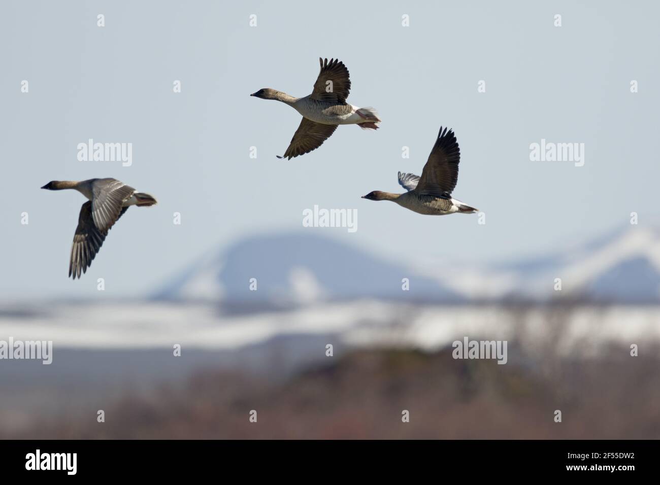 Pink-footed Goose - paar auf der Flucht Anser Brachyrhynchus See Myvatn Island BI028722 Stockfoto