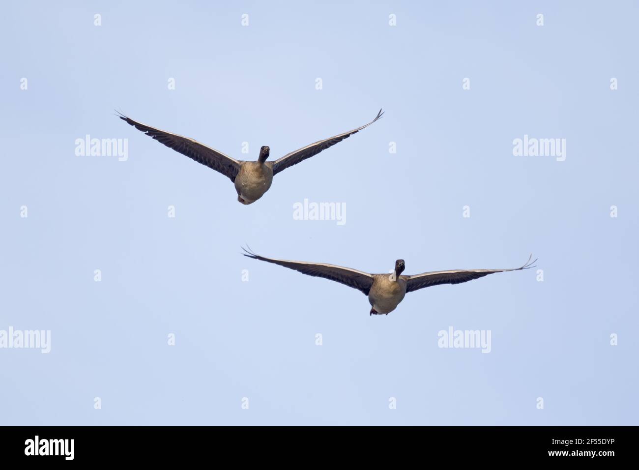 Pink-footed Goose - paar auf der Flucht Anser Brachyrhynchus See Myvatn Island BI028724 Stockfoto