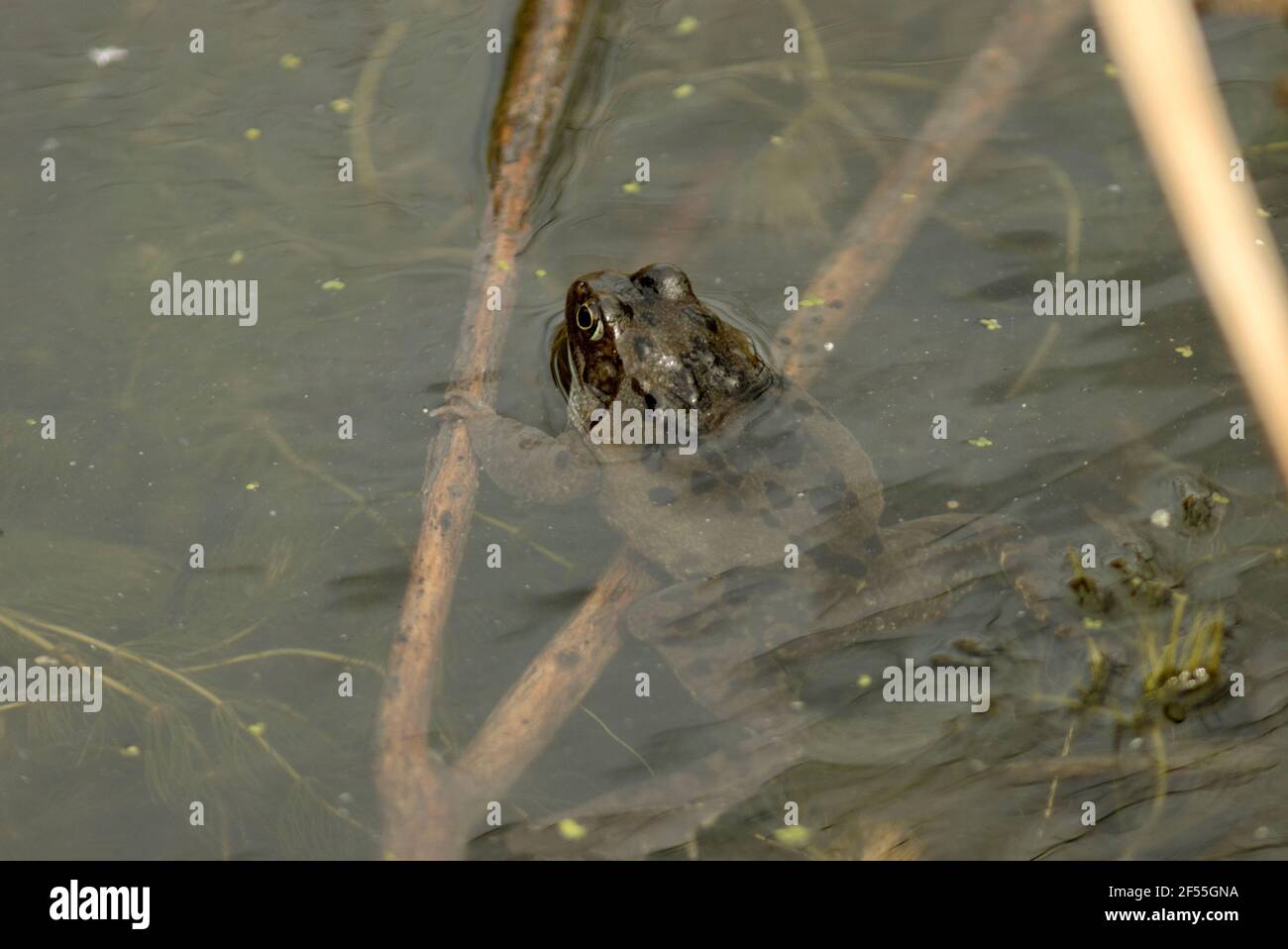 Im frühen Frühjahr verlässt der Eisfrosch seine Winterschlaf Höhle und sie versammeln sich in flachen Teichen und die Männchen rufen die Weibchen. Stockfoto