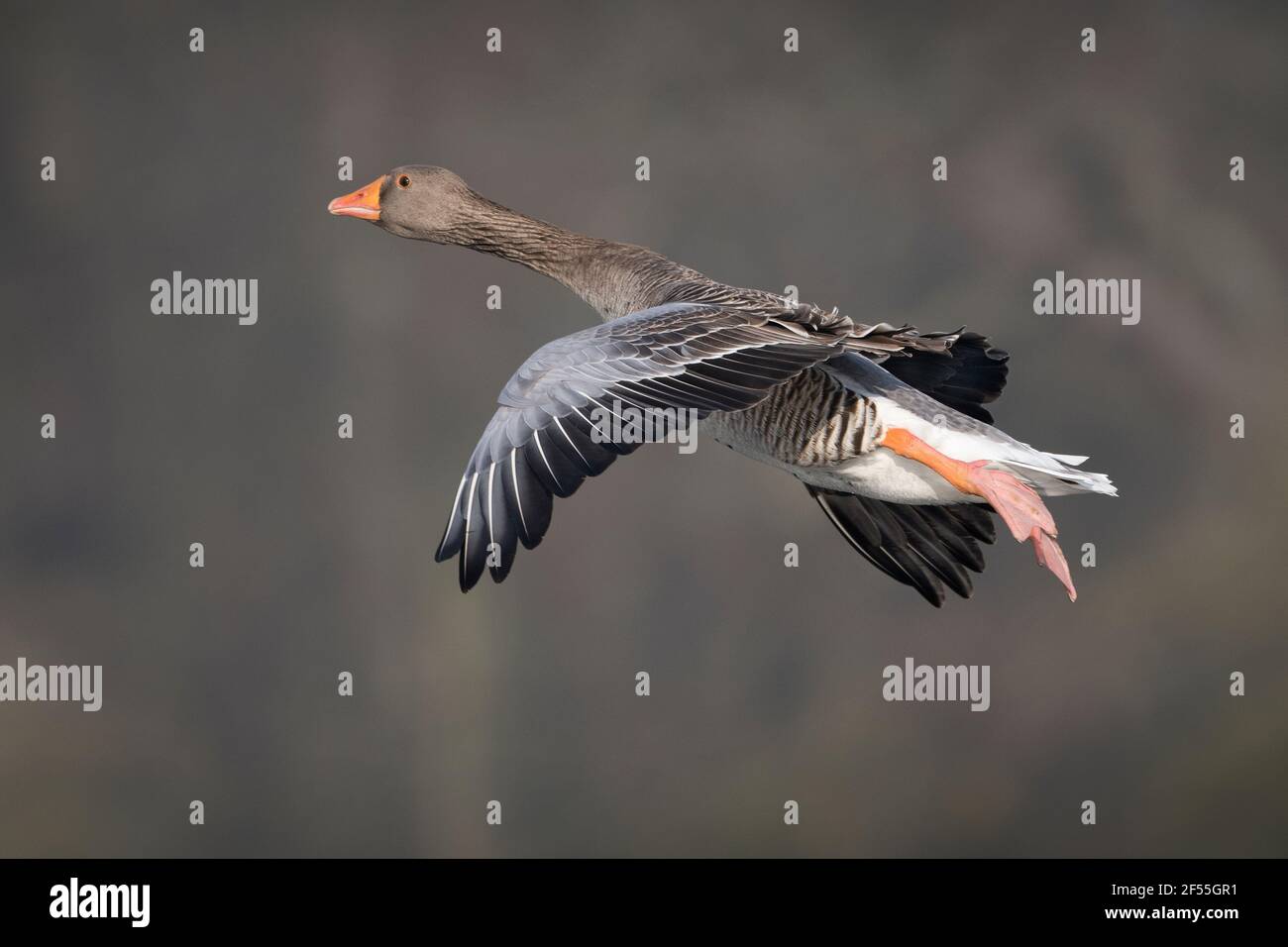 Schöne Graugans im Vollflugmodus Stockfoto