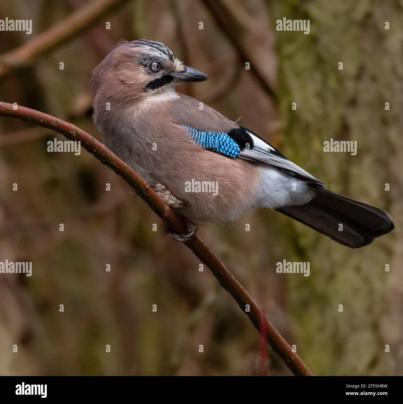 Ein Eichelhäher auf einem alten Baumstumpf Stockfoto