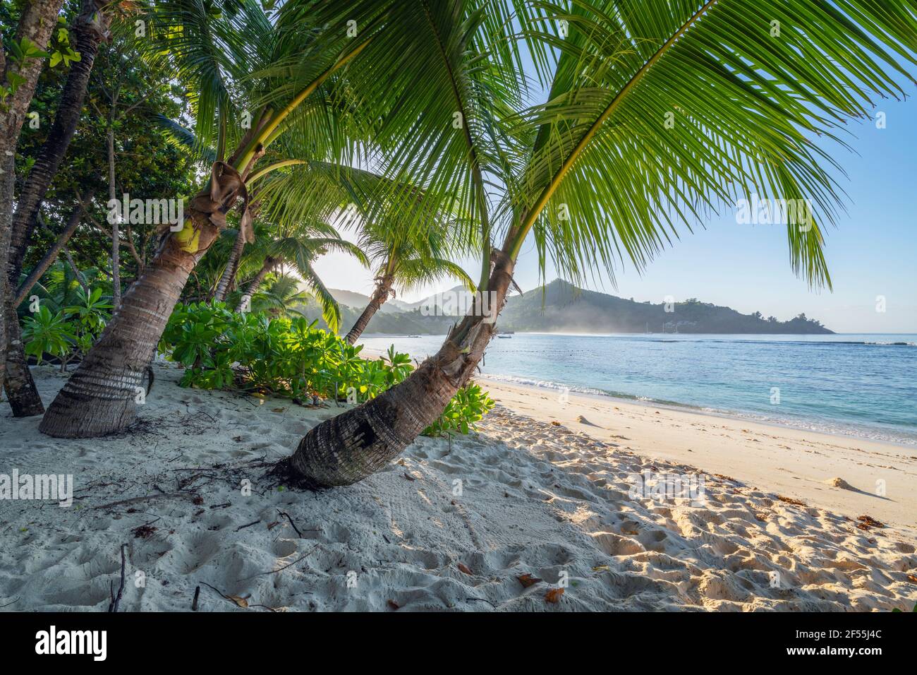 Palmen wachsen im Sommer am Strand von Baie Lazare Stockfoto