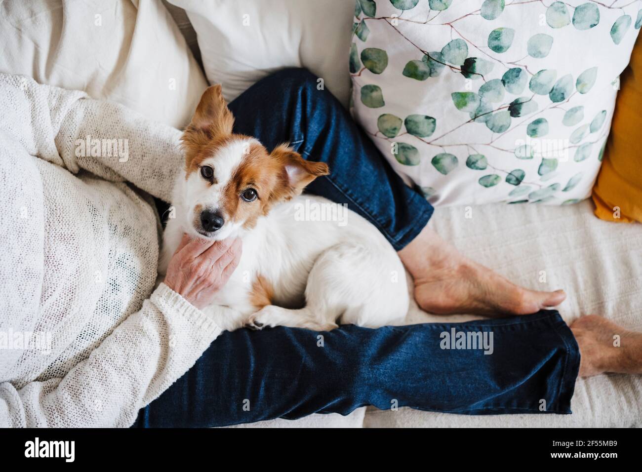 Jack Russell Terrier mit einer älteren Frau, die auf dem Sofa sitzt Zu Hause Stockfoto