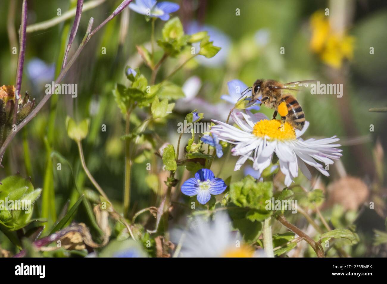 Warten auf den Frühling in meinem Garten Stockfoto