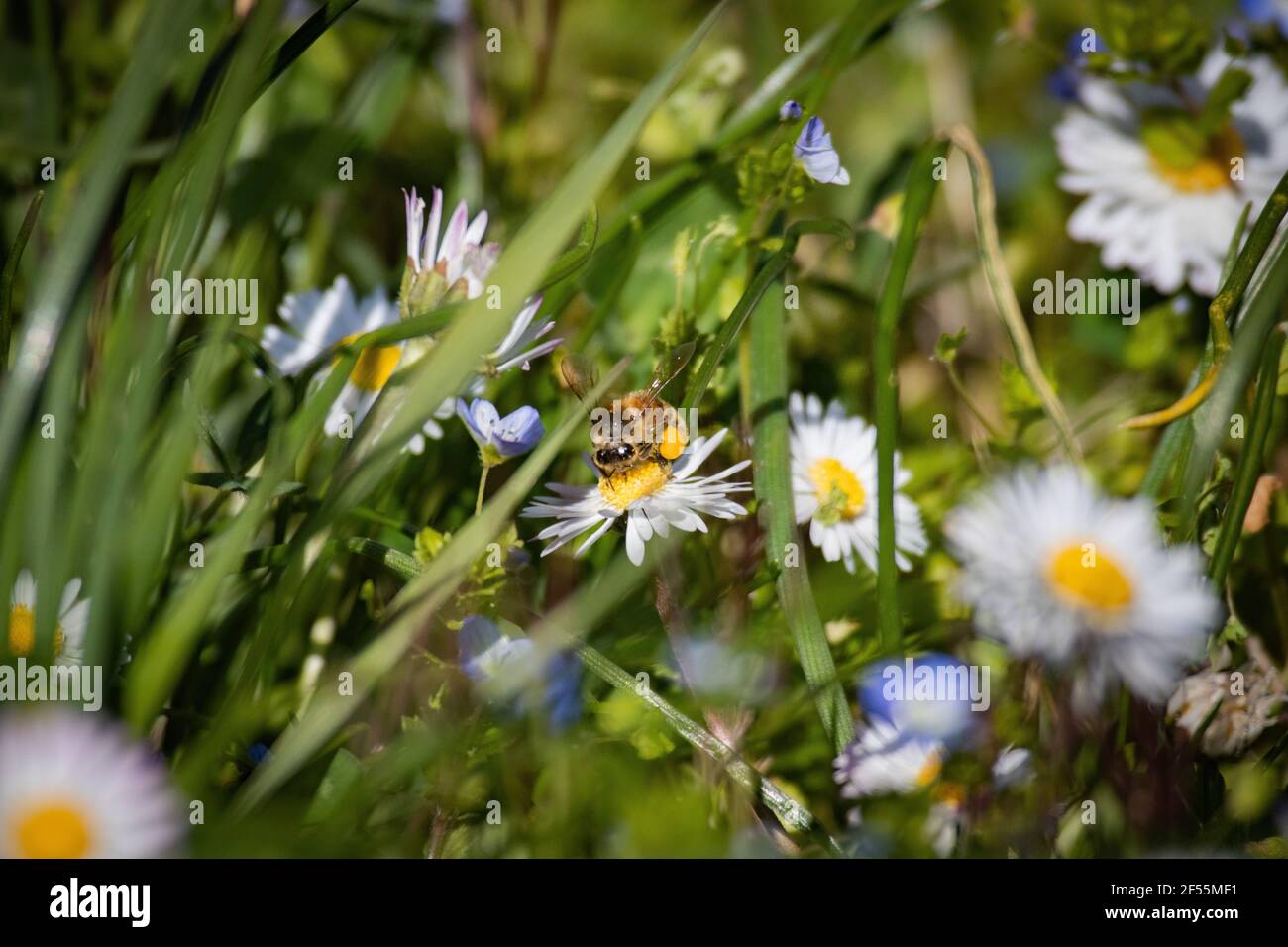 Warten auf den Frühling in meinem Garten Stockfoto