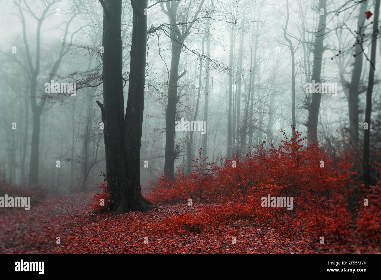 Deutschland, Wuppertal, Nebelwald im Herbst Stockfoto