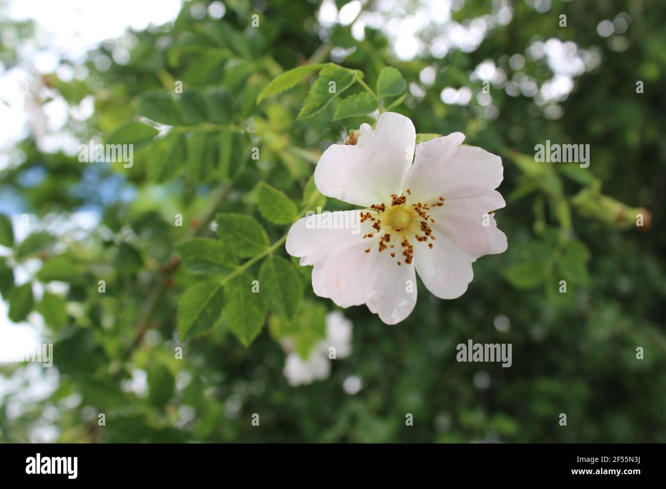 SINGLE LIFE Stockfoto