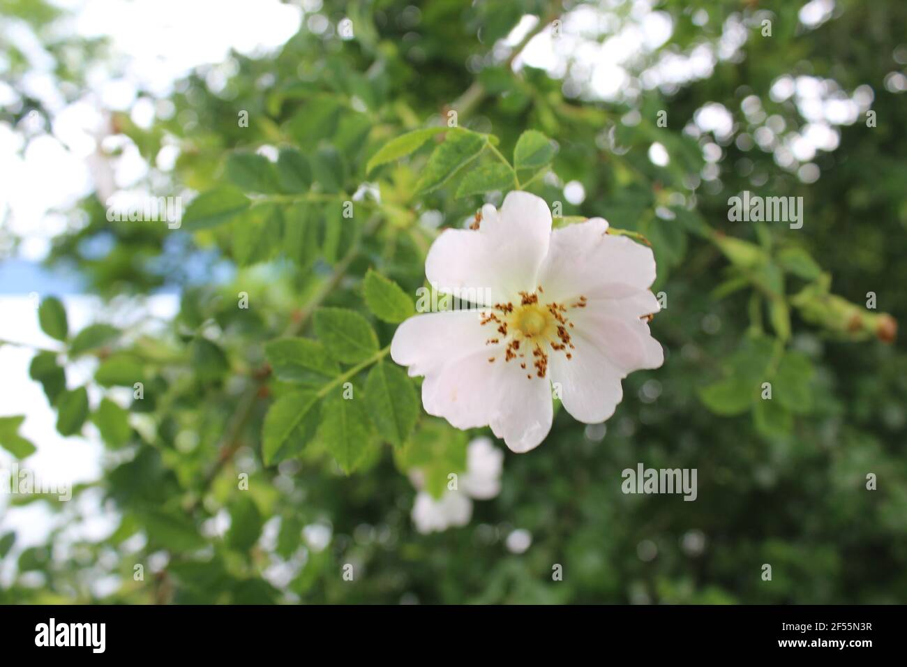 SINGLE LIFE Stockfoto