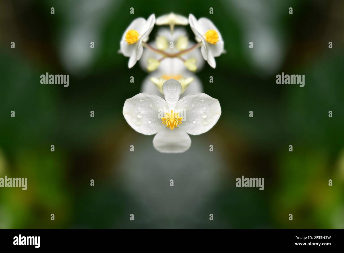 Begonia Semperflorens eine strahlend weiße, gelb-zentrierte Blume mit glänzend grünen Blättern auf einer abstrakten Komposition. Stockfoto
