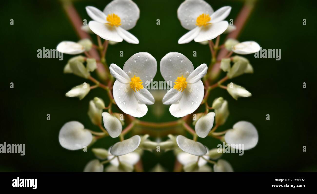 Begonia Semperflorens eine strahlend weiße, gelb-zentrierte Blume mit glänzend grünen Blättern auf einer abstrakten Komposition. Stockfoto