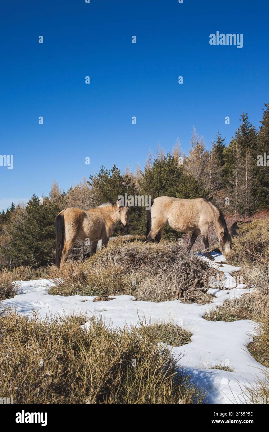 Spanien, Andalusien, Granada, andalusische Wildpferde, die im Schnee grasen Stockfoto