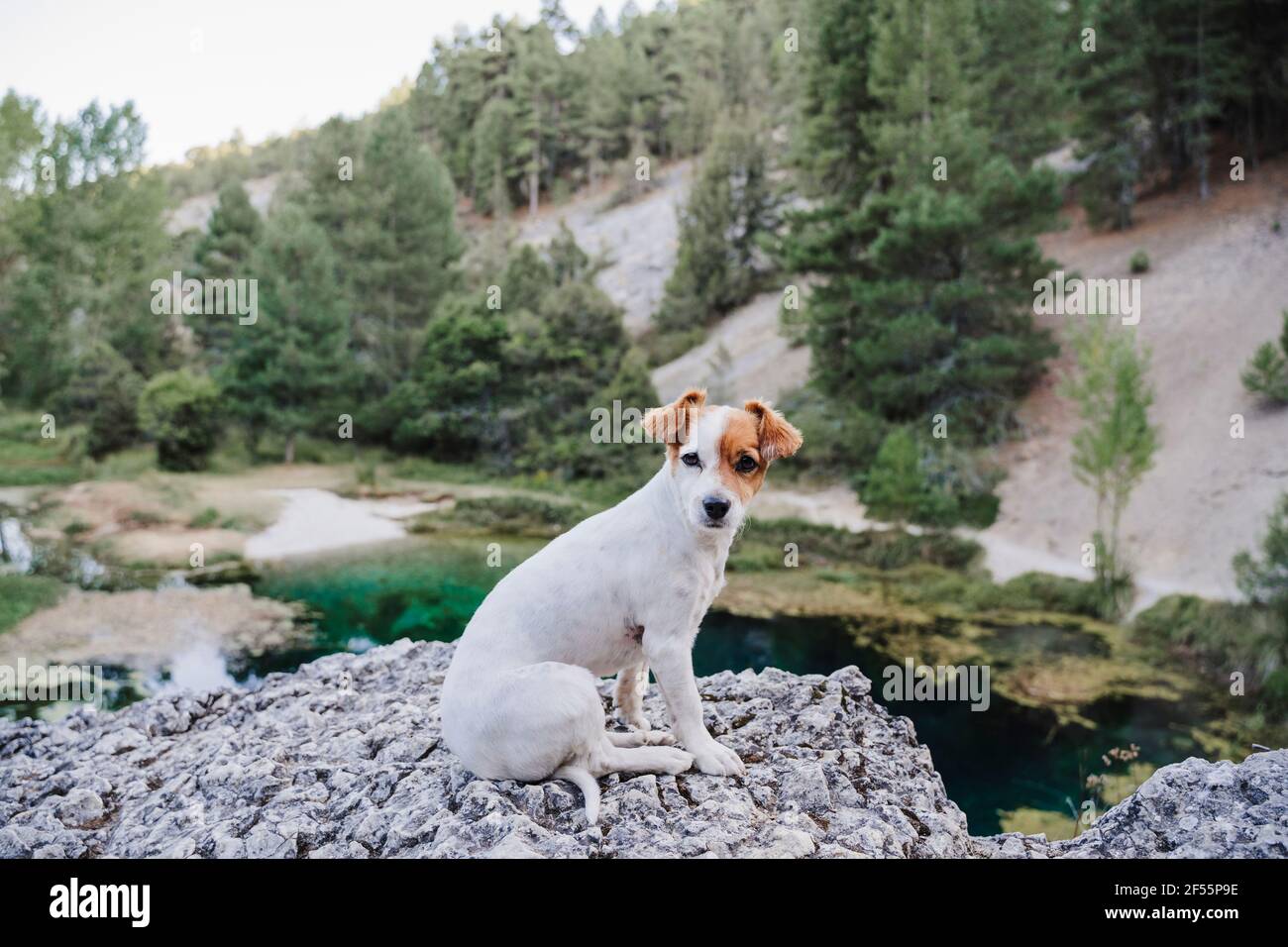 Jack Russell Terrier Hund sitzt auf einem Felsen am See Stockfoto