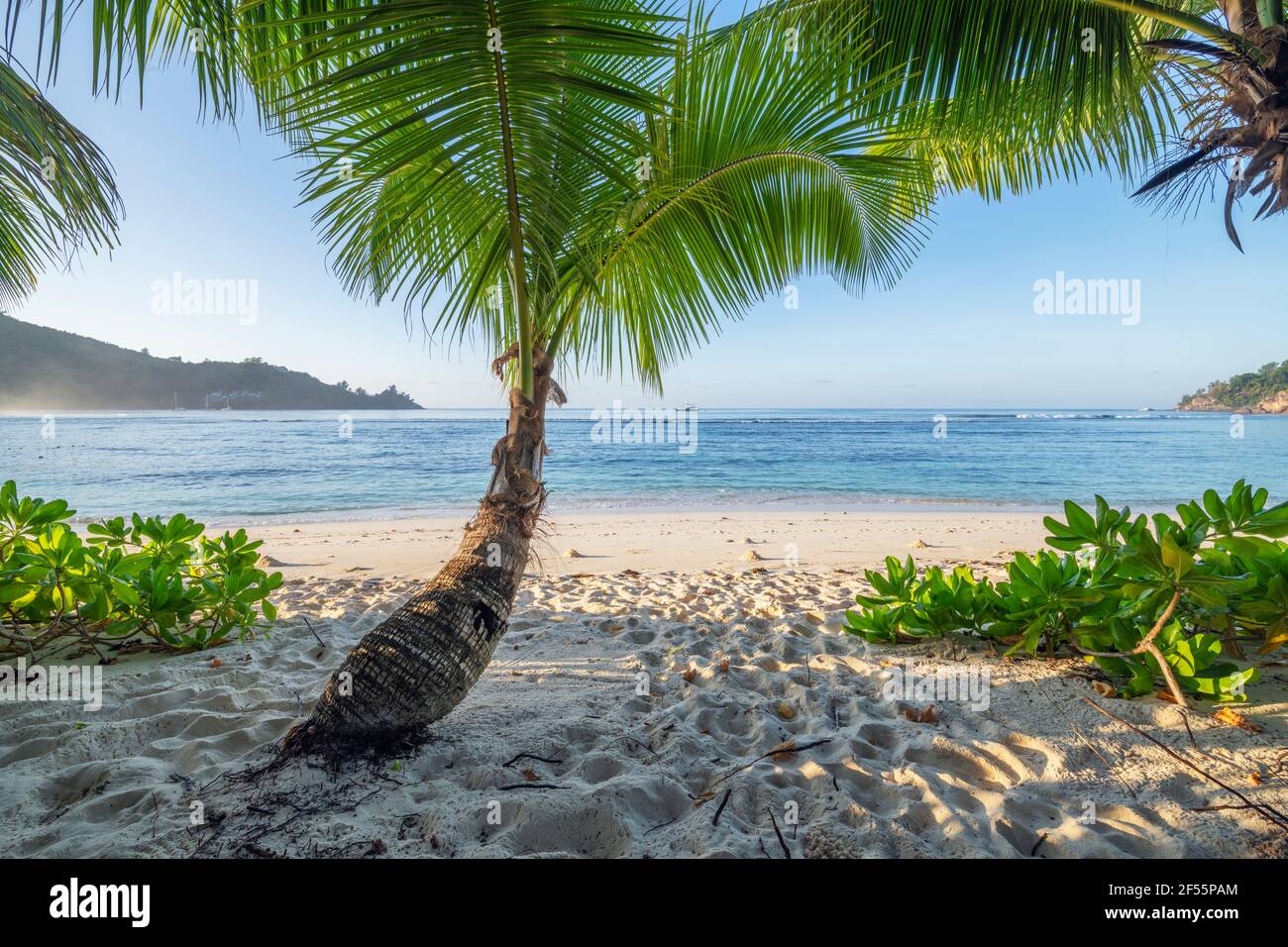 Palmen wachsen am Strand von Baie Lazare im Sommer Stockfoto