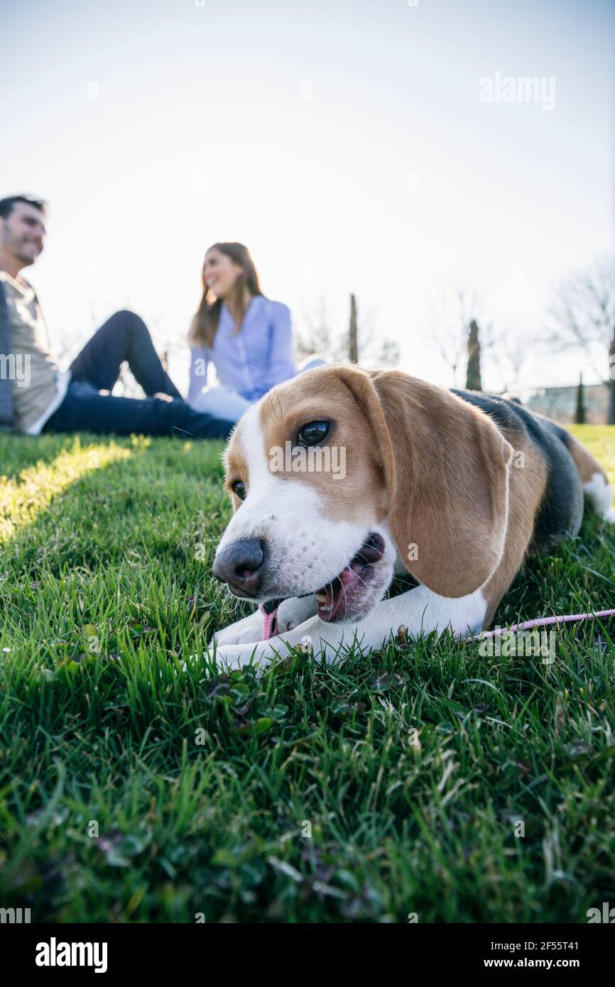 Hund beißt Leine, während er auf Gras sitzt mit Paar in Hintergrund im Park Stockfoto