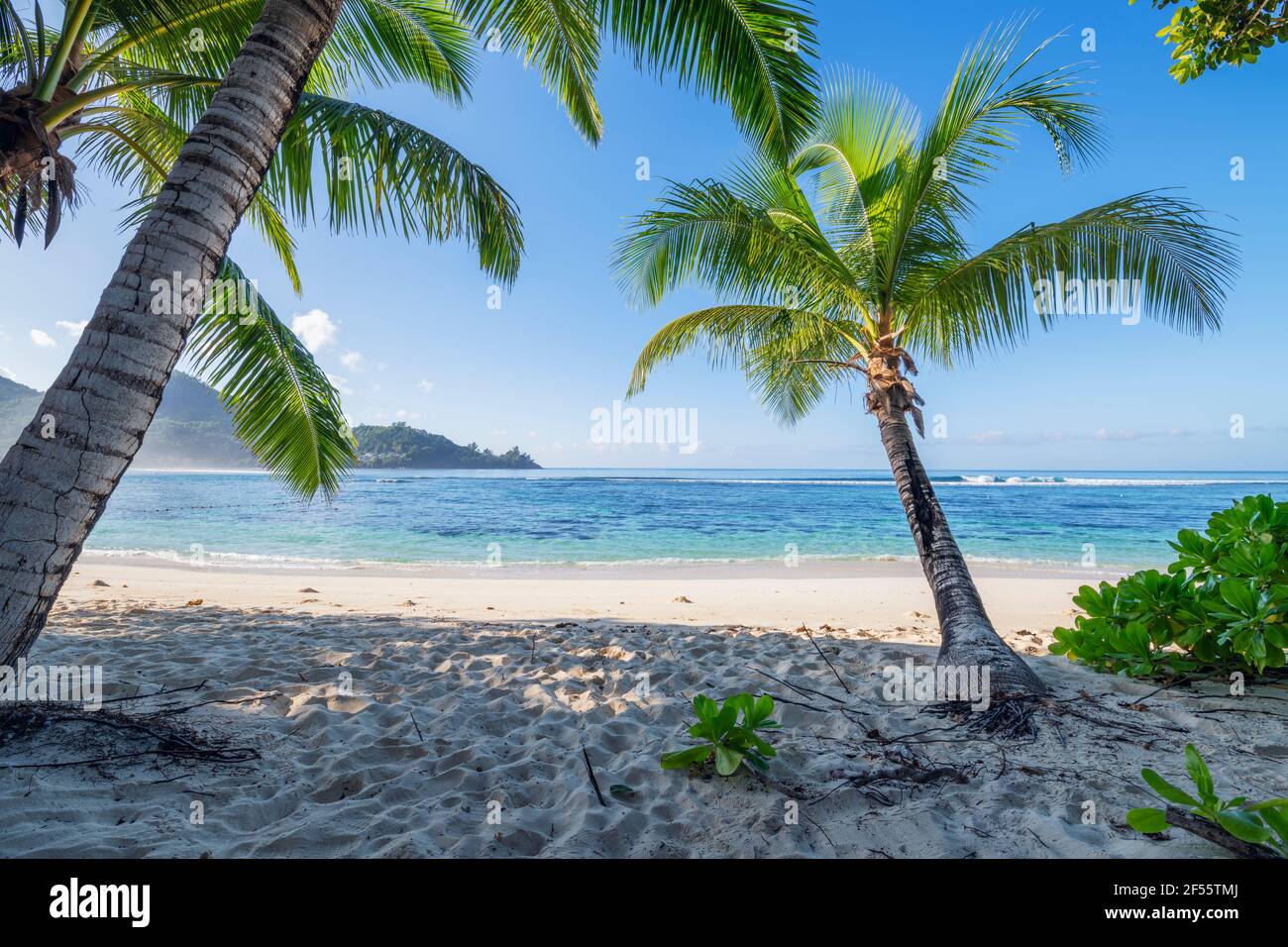 Palmen wachsen im Sommer am Strand von Baie Lazare Stockfoto