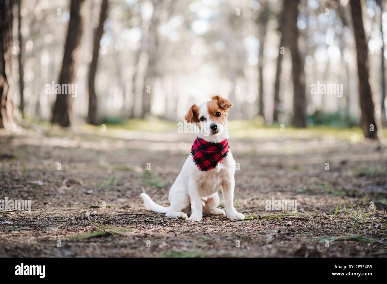 Jack Russell Terrier Hund mit Schal im Wald sitzen Stockfoto