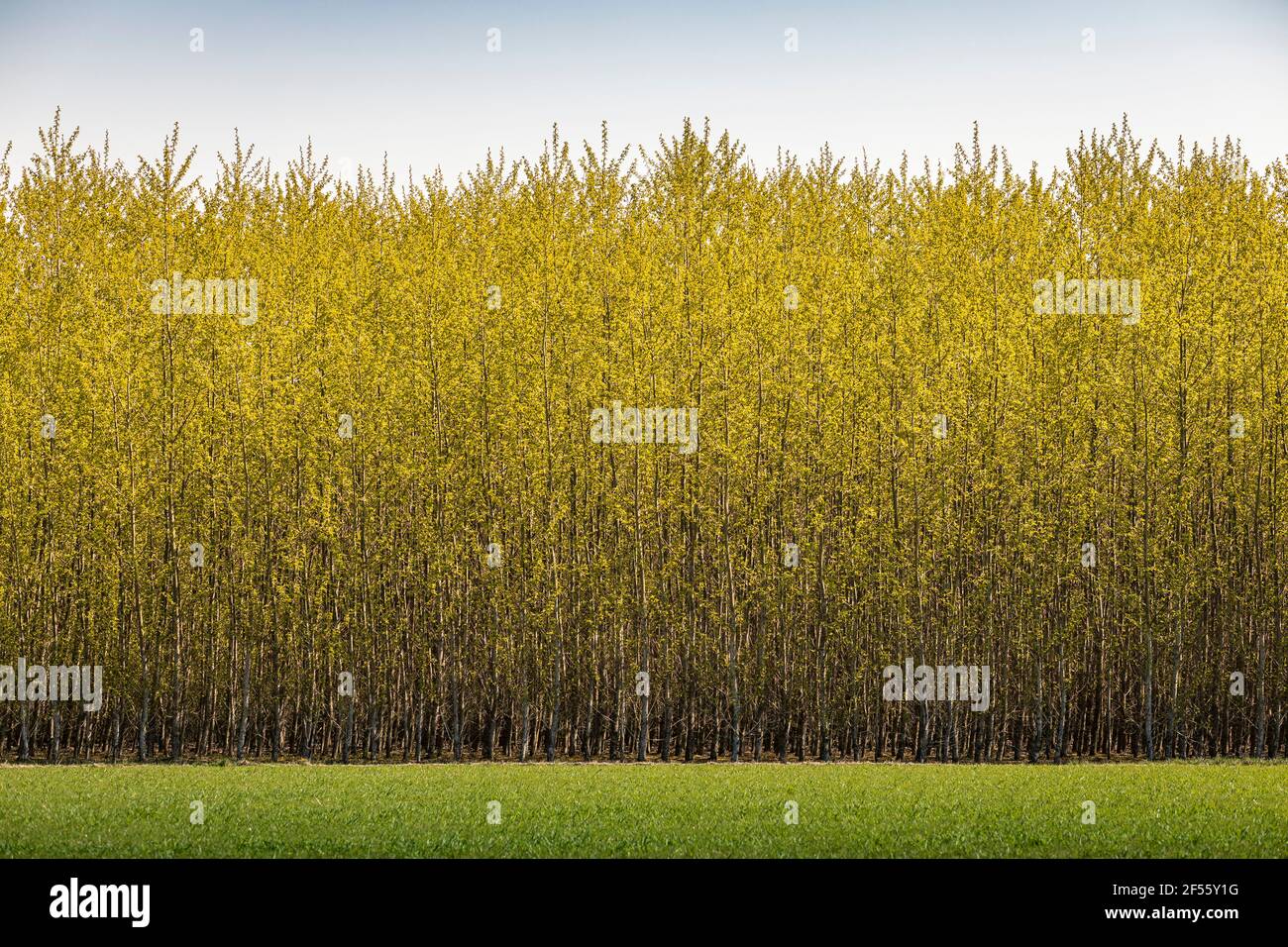 Schöne Baumfarm gegen den Himmel Stockfoto