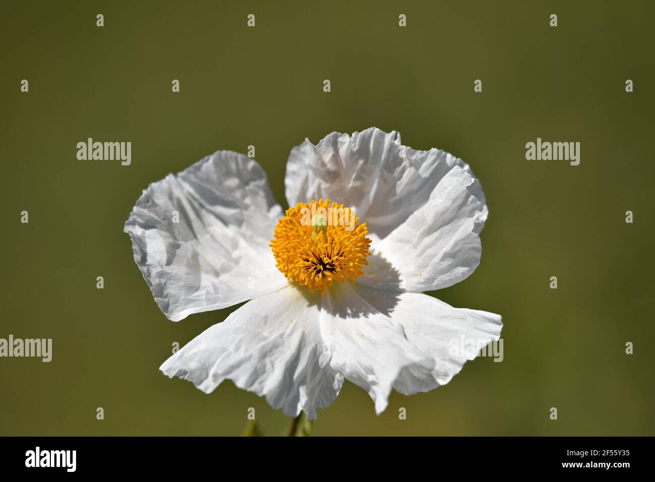 Romneya coulteri (Matilija Mohn) ein einheimischer mehrjähriger Unterstrauch mit weißen Blütenblättern und intensiv gelber Mitte auf einem natürlichen grünen Hintergrund. Stockfoto