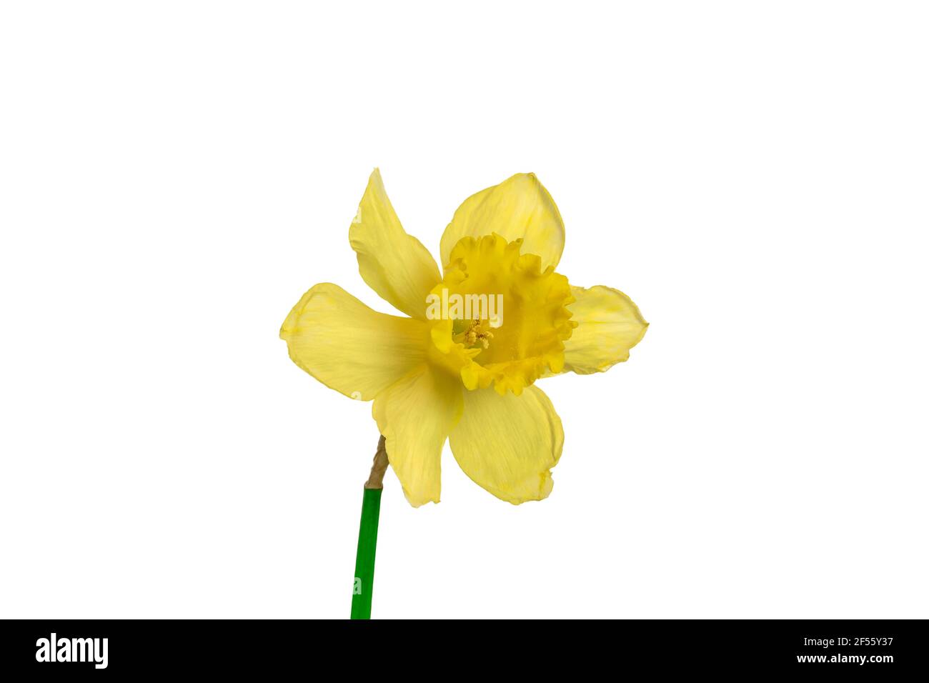 Daffodil oder Narcissus isoliert auf weiß. Osterblume. Stockfoto
