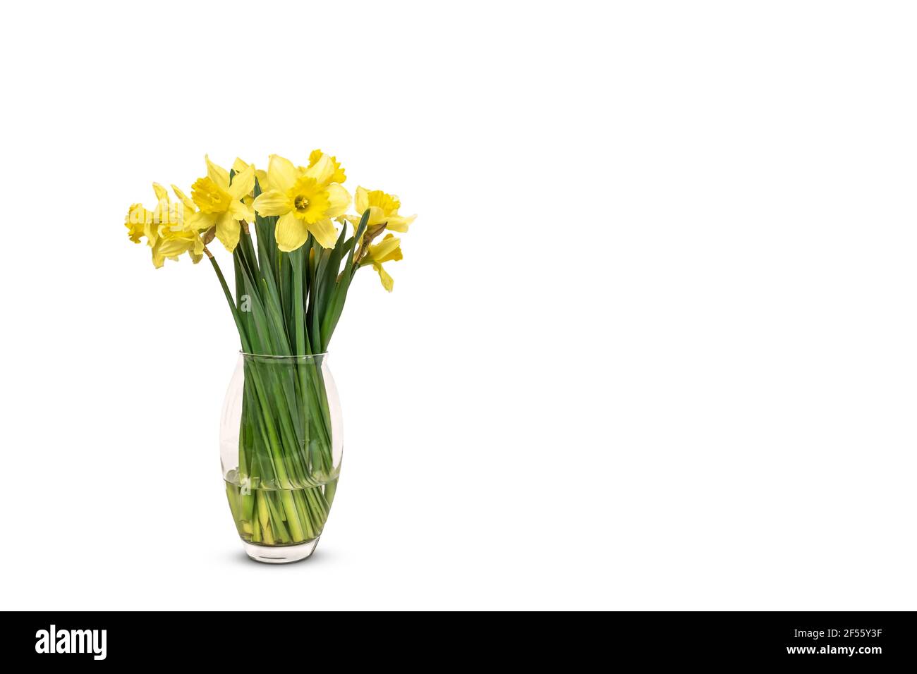 Narzissen in Vase isoliert auf weißem Hintergrund. Stockfoto