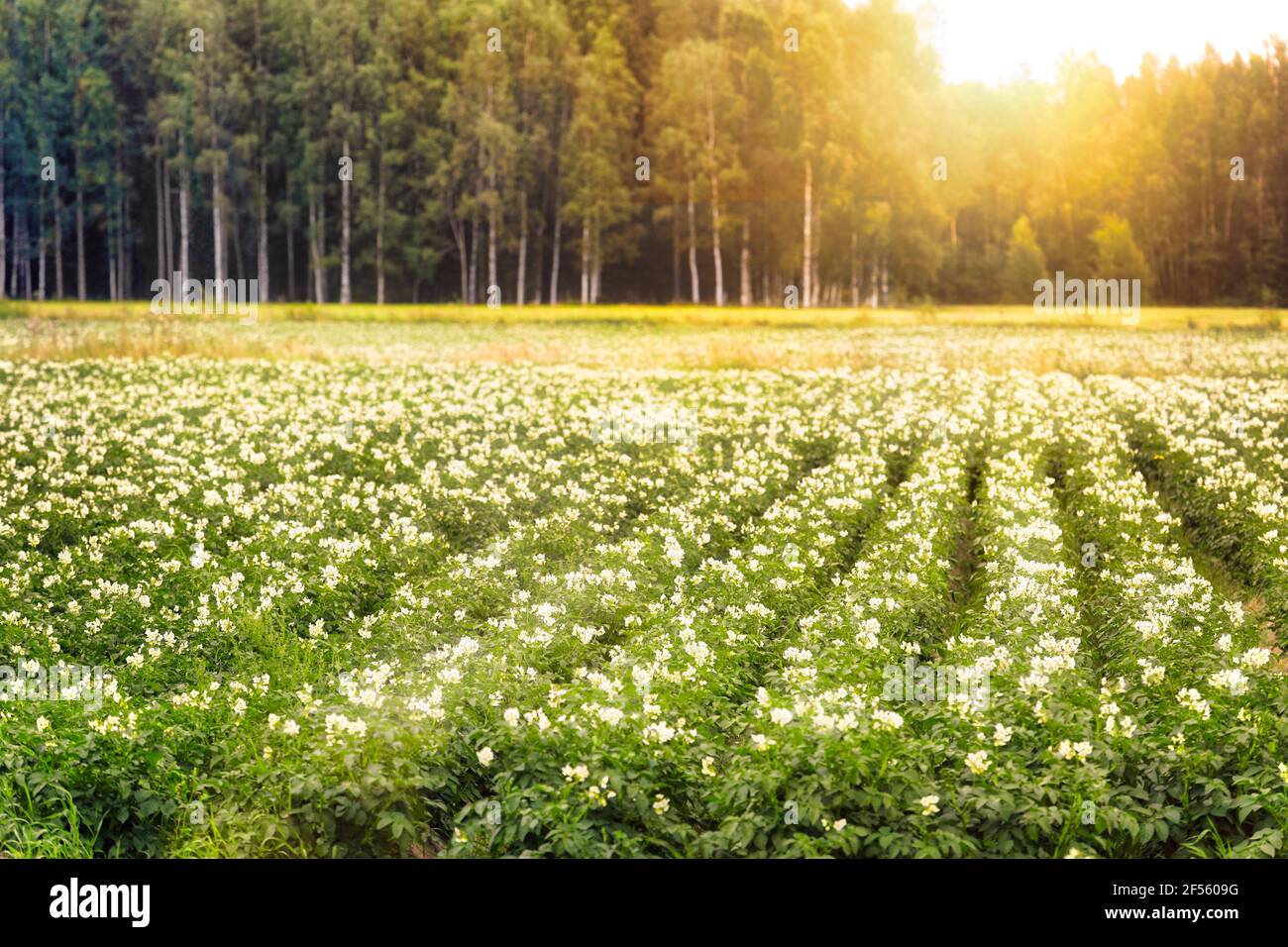 Blühende Kartoffel, Solanum tuberosum, Feld an einem schönen Sommermorgen mit aufgehender Sonne hinter Wald. Geringe Schärfentiefe. Stockfoto