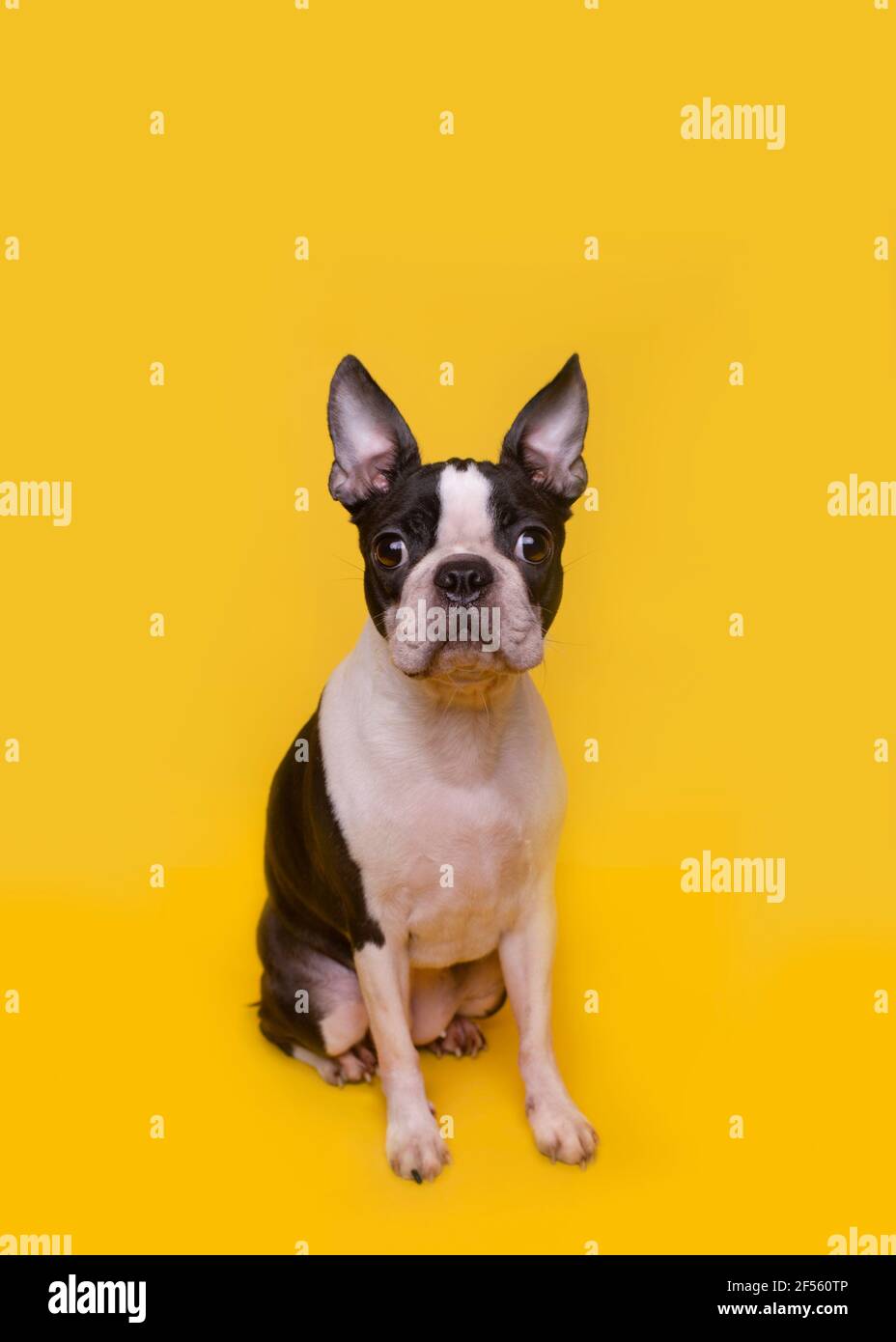 Porträt von braun-weißen Boston Terrier Welpen sitzen gegen Gelber Hintergrund Stockfoto