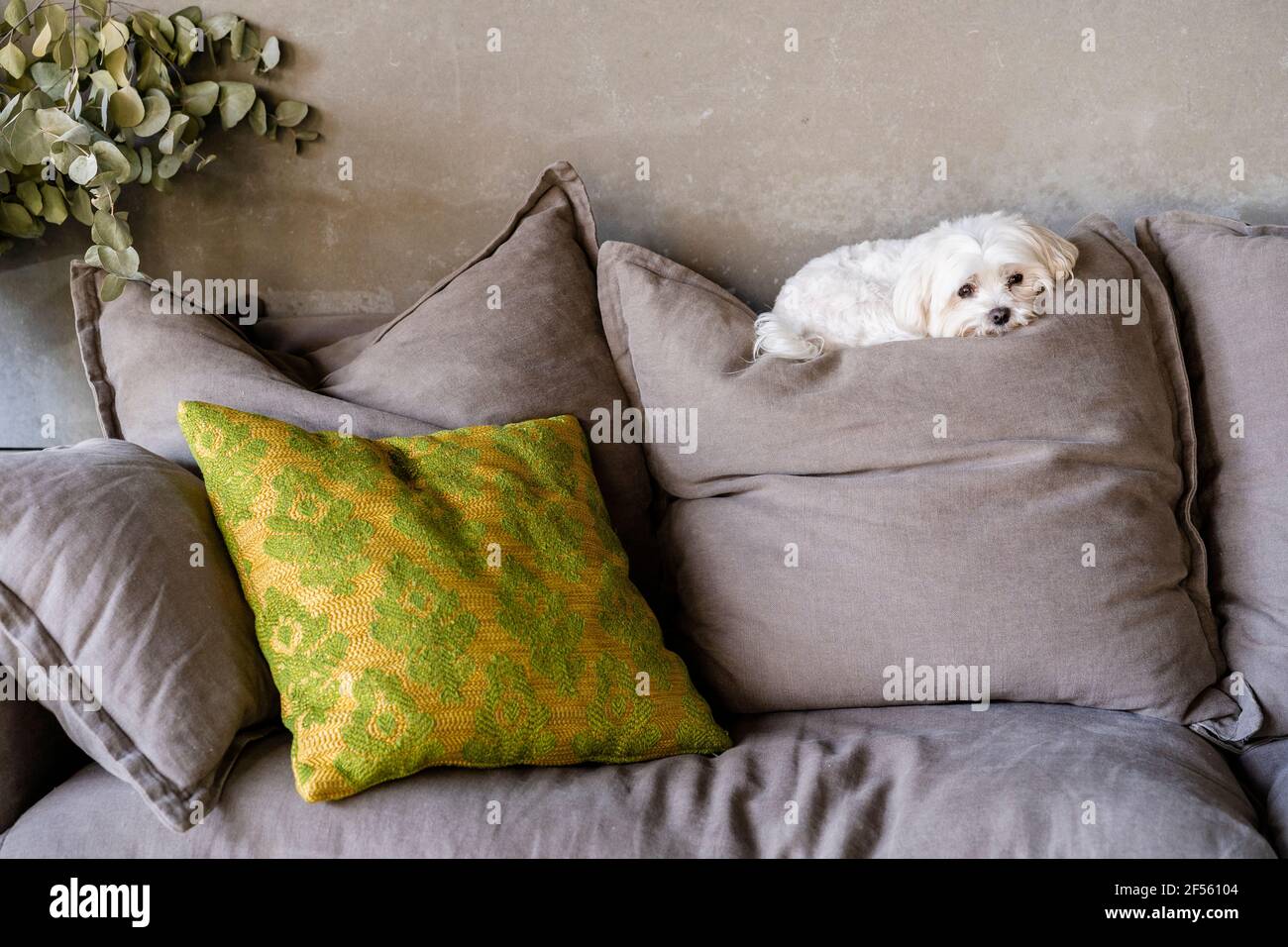 Maltesischer Hund, der auf einem Kissen an der Wand ruht Stockfoto