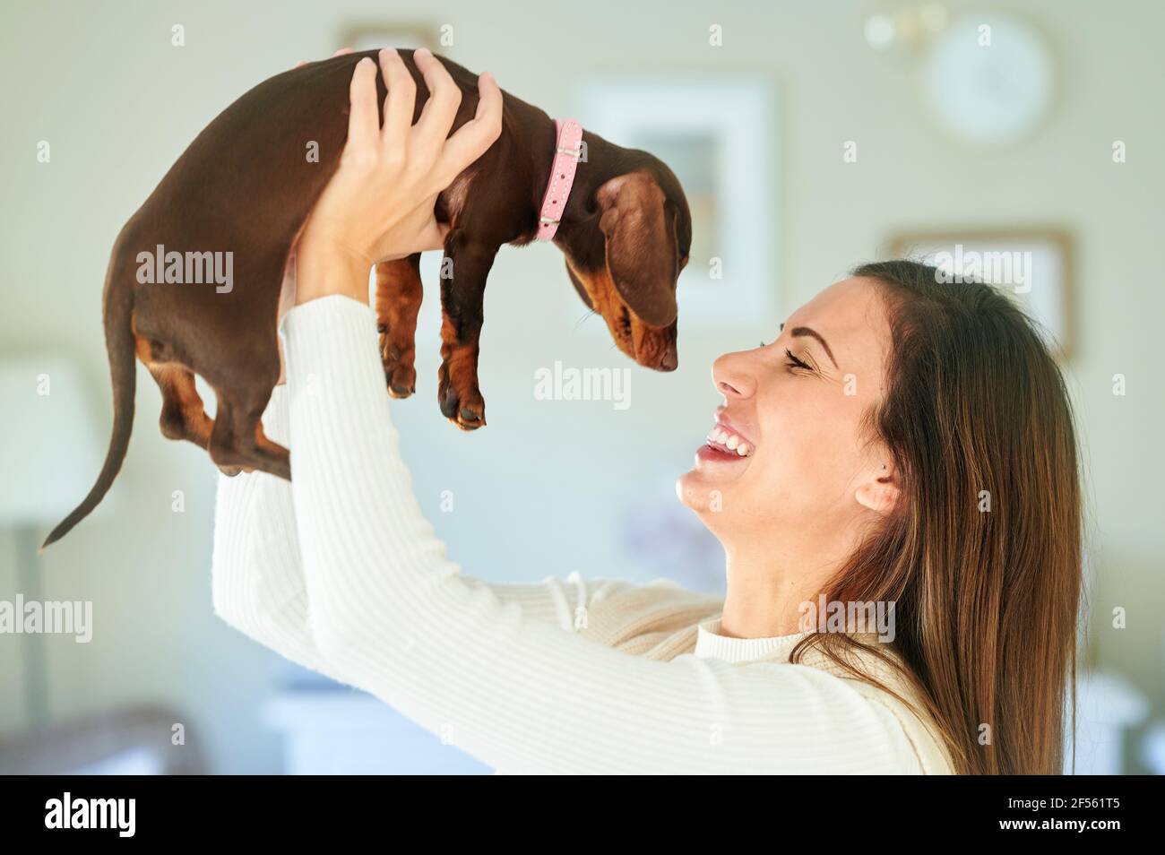 Lächelnde Frau mit braunem Haar, die den Dachshund-Hund angreift Zu Hause Stockfoto