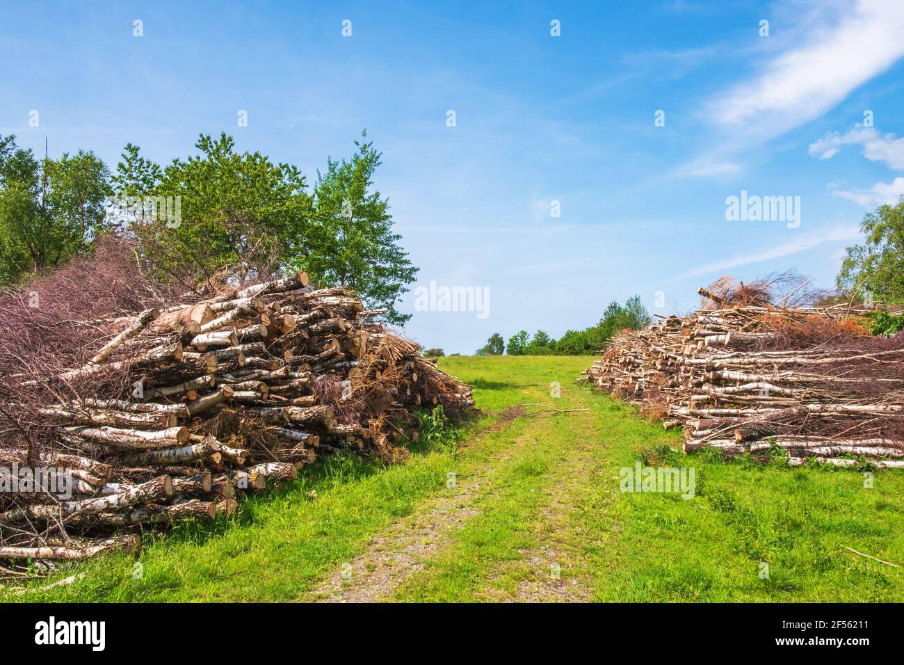 Schneiden Sie Bäume in Haufen durch eine unbefestigte Straße auf Eine Wiese Stockfoto