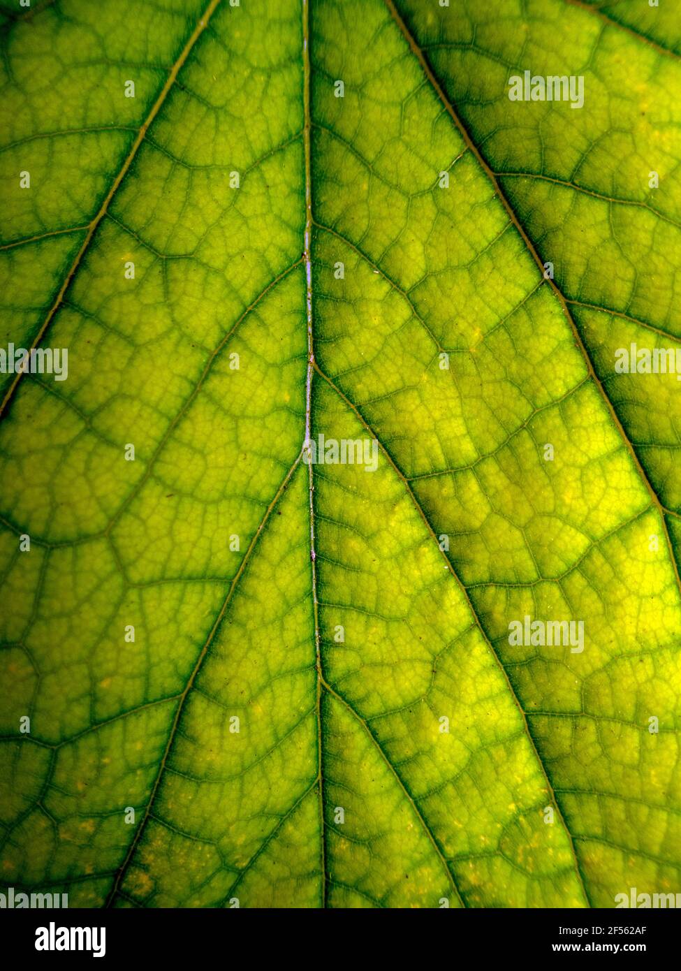 Eine schöne beruhigende lebendige grüne Textur oder Hintergrund mit viel Kopieplatz ist mit diesem Makro-Foto von einem östlichen Rotbuds Blatt gesehen. Bokeh. Stockfoto