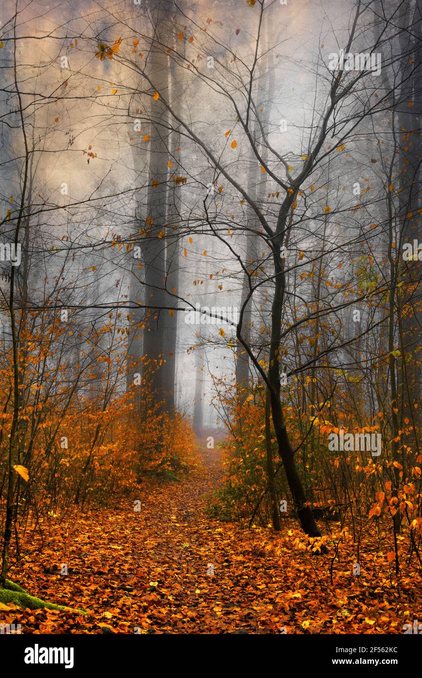 Deutschland, Wuppertal, Nebelwald im Herbst Stockfoto