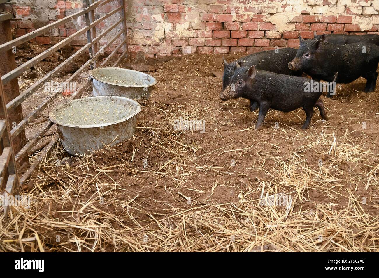 Vietnamesische Mini-Schweine bereit, von Futterschalen in zu essen Schweinestift Stockfoto