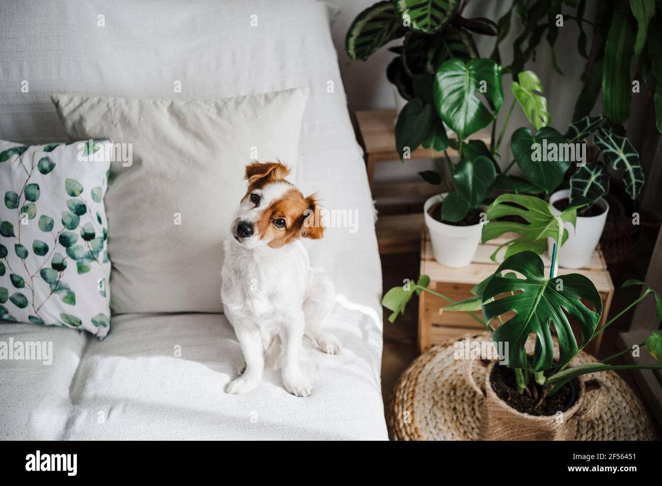 Niedlicher Jack Russell Terrier auf dem Sofa im Wohnzimmer Zu Hause Stockfoto