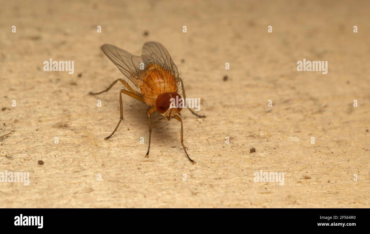 Die Fruchtfliege, oft als Gnatt bezeichnet, in der Familie Drosophilidae Stockfoto