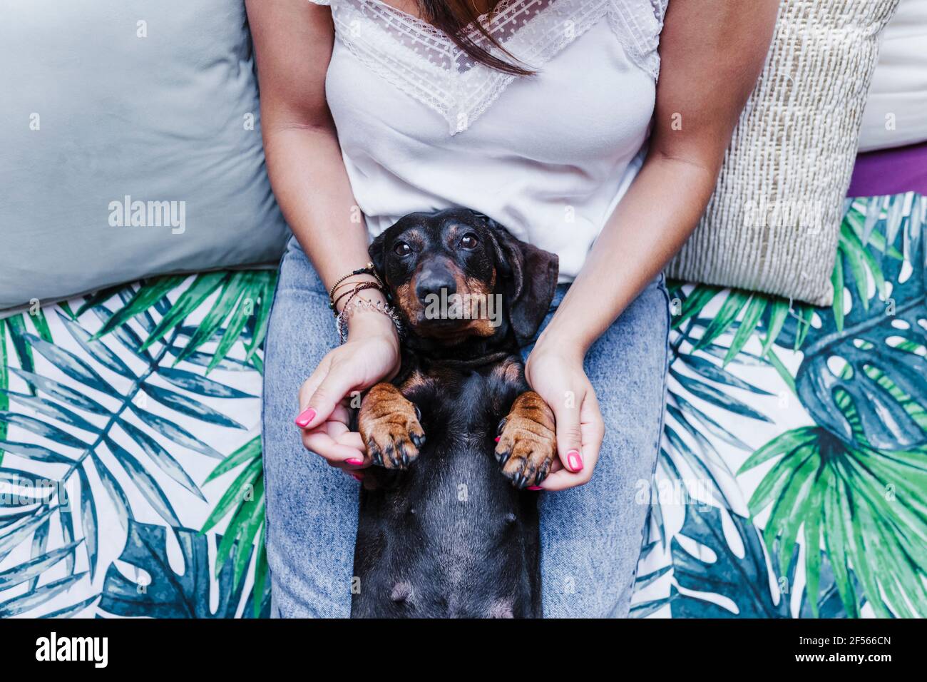 Dackel-Hund liegt zu Hause auf dem Schoß der Frau auf dem Bett  Stockfotografie - Alamy