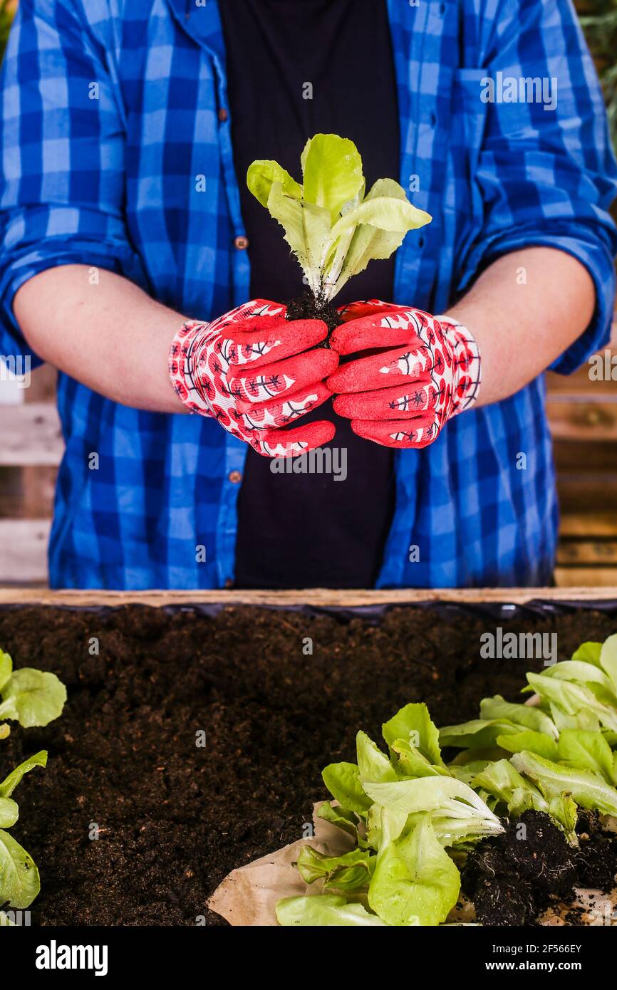 Junger Mann, der Salatsämlinge in seinem Stadtgarten pflanzt Stockfoto
