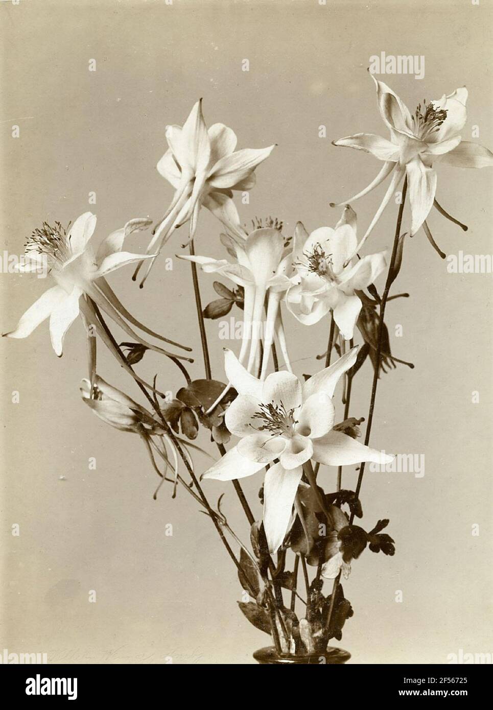 ERSTENS. . Stockfoto