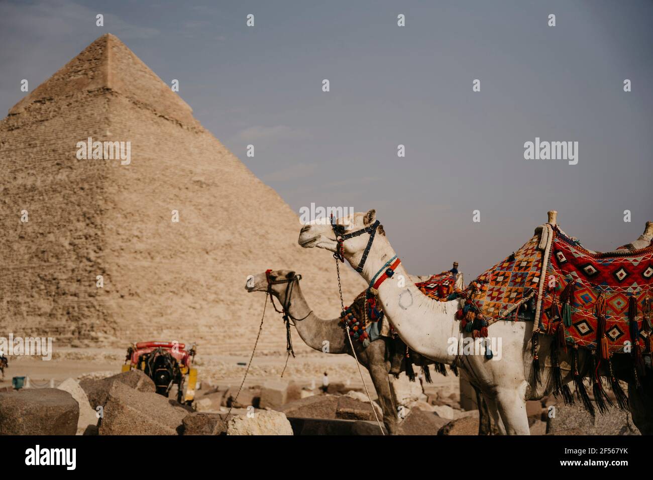Ägypten, Kairo, zwei Kamele vor der Großen Pyramide von Gizeh Stockfoto