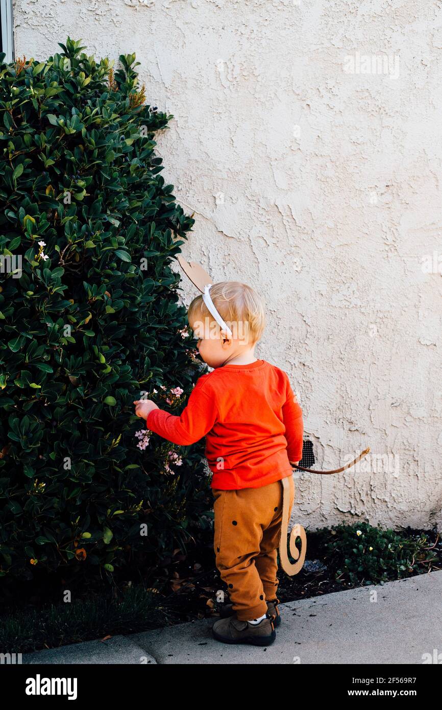 Kleiner Junge im Affenkostüm, der neugierig grünen Busch im Freien untersucht Stockfoto