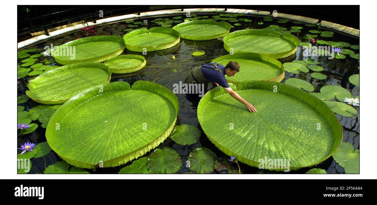 Die Königlichen botanischen Gärten, Kew, wurden heute zum Weltkulturerbe erklärt. Riesige Amazonas-Wasserlillies, die von Ed Hepworth, botanischer Gärtner, gebeigt werden.pic David Sandison 4/7/2003 Stockfoto