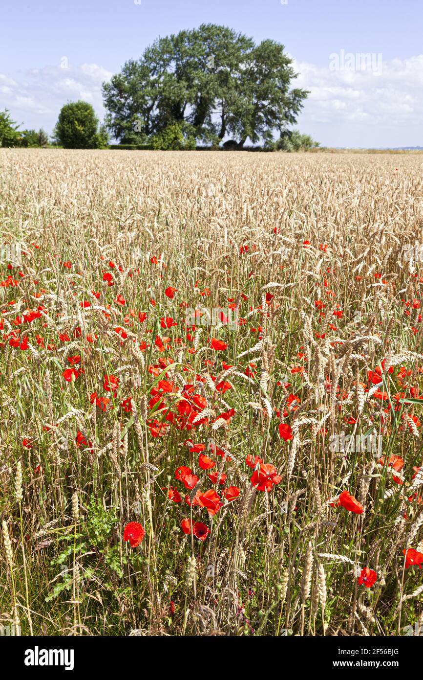 Mohnblumen in einem reifen Weizenfeld am Mont Saint Michel, Normandie, Frankreich Stockfoto
