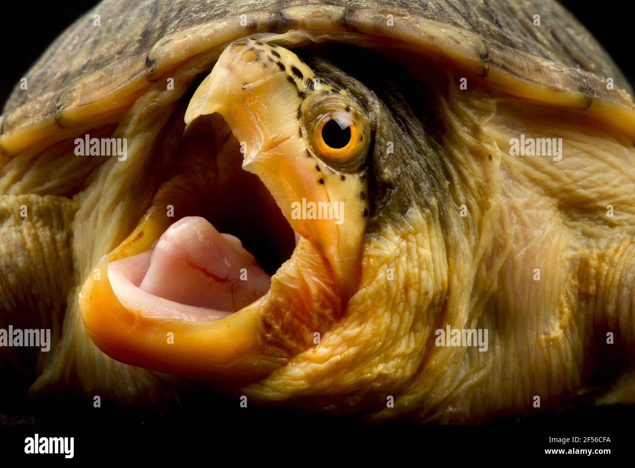 Schmalbrückige Moschusschildkröte (Claudius angustatus) Stockfoto