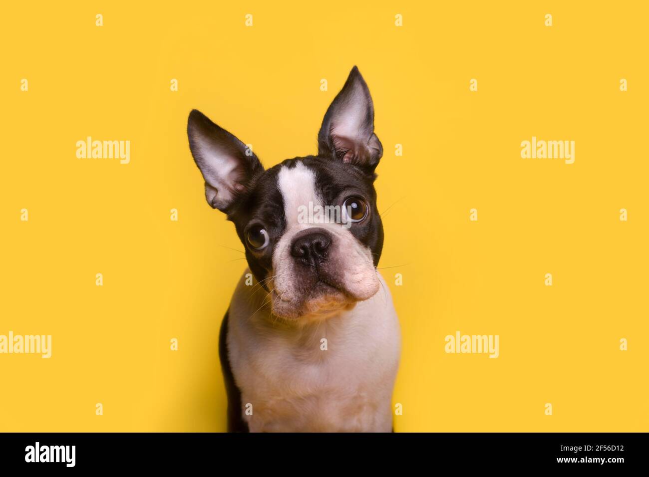 Porträt von braun-weißen Boston Terrier Welpen sitzen gegen Gelber Hintergrund Stockfoto