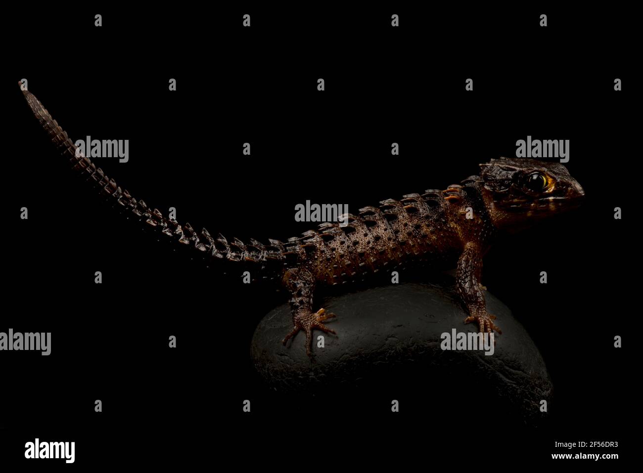 Weißäugiger Krokodilskink (Tribolonotus novaeguineae) Stockfoto