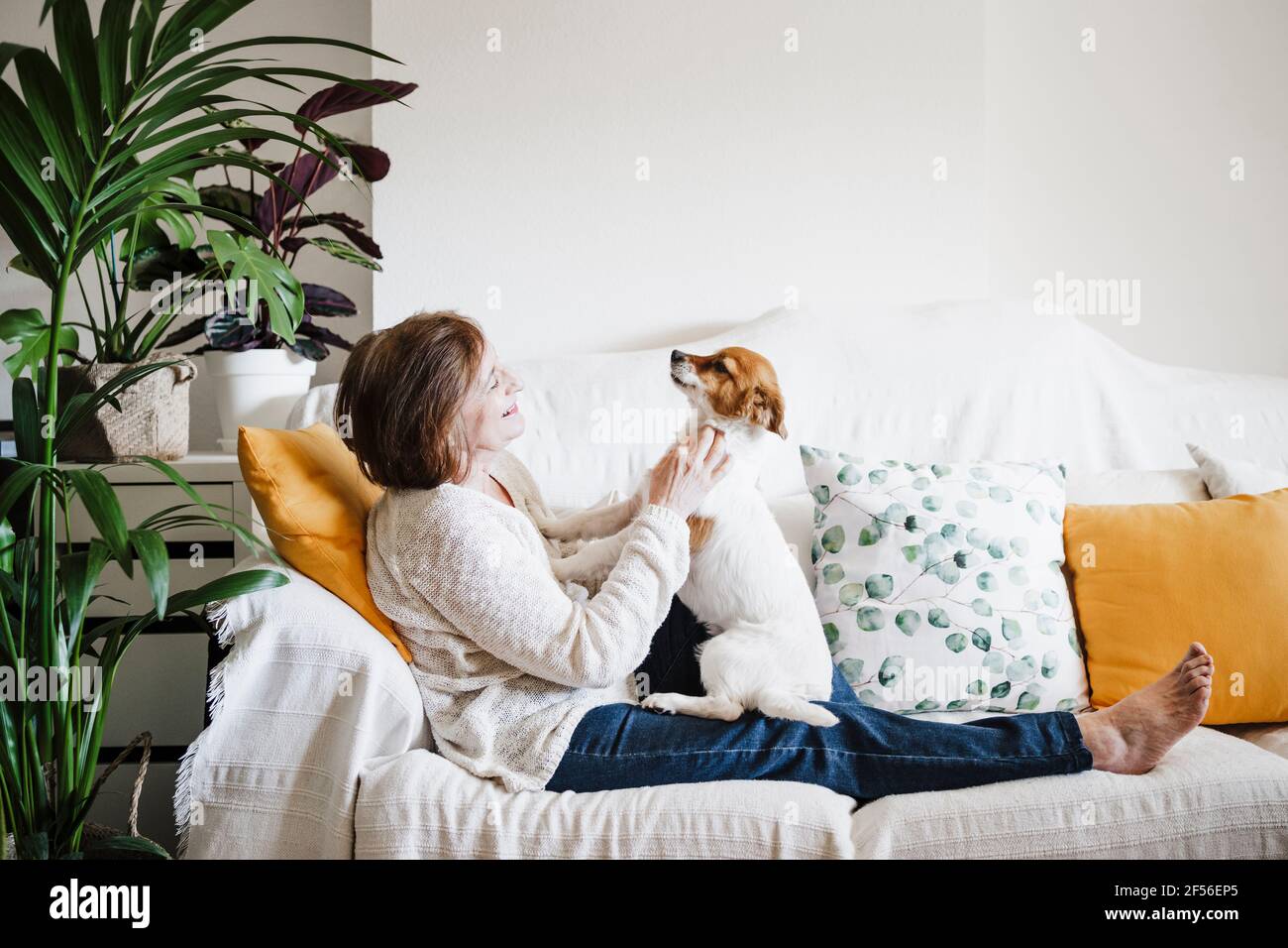 Ältere Frau, die mit Jack Russell Terrier auf dem Sofa spielt Zu Hause Stockfoto