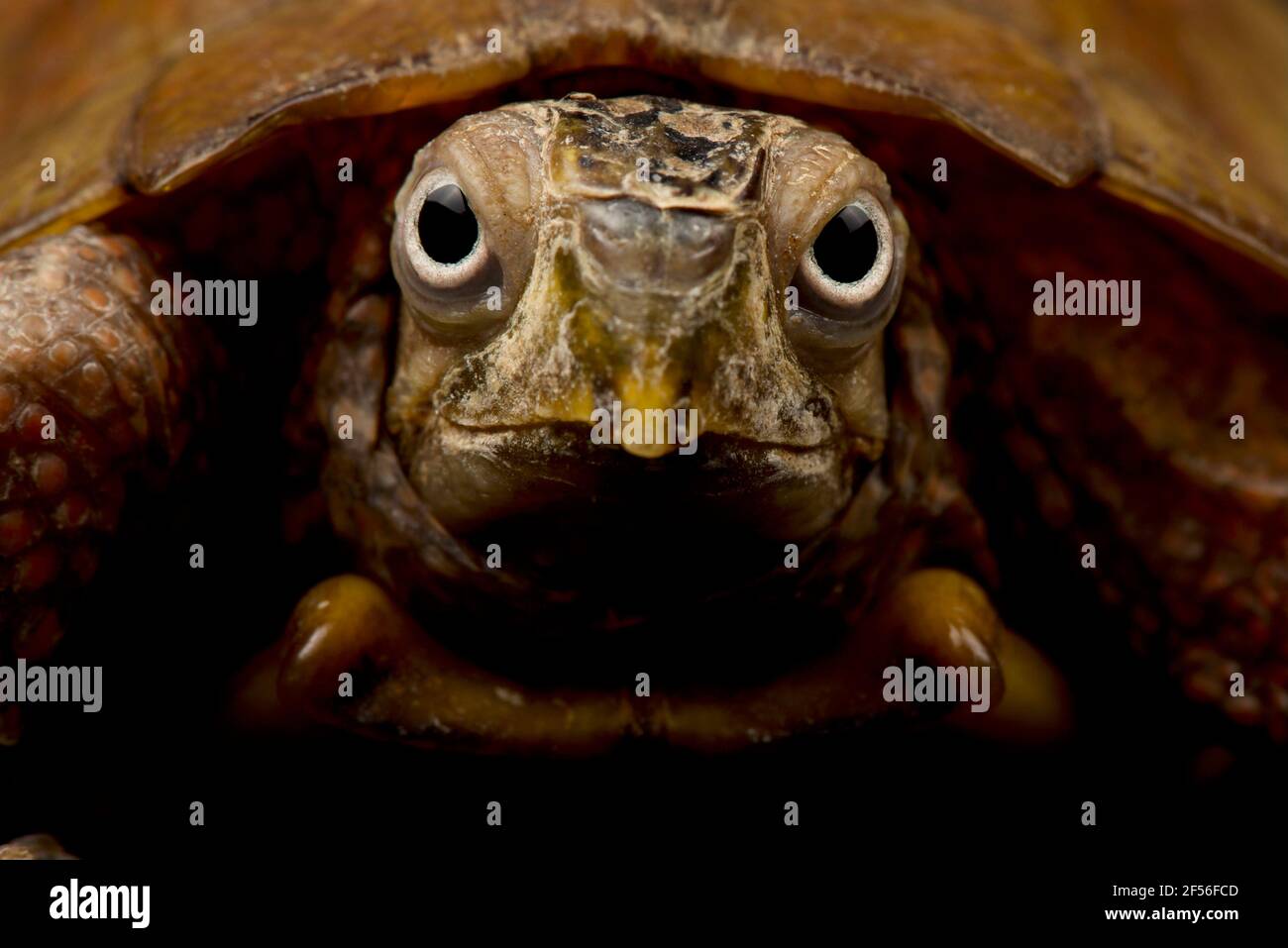 Schwarzreiher-Blattschildkröte (Geoemyda spengleri) Stockfoto