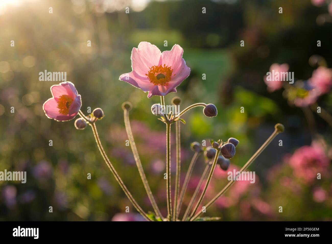 Frische Anemonblüten blühen im Garten Stockfoto
