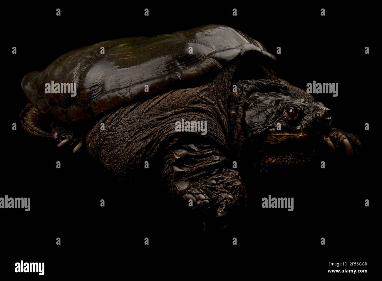 Gemeinsamen Schnappschildkröte (Chelydra Serpentina) Stockfoto