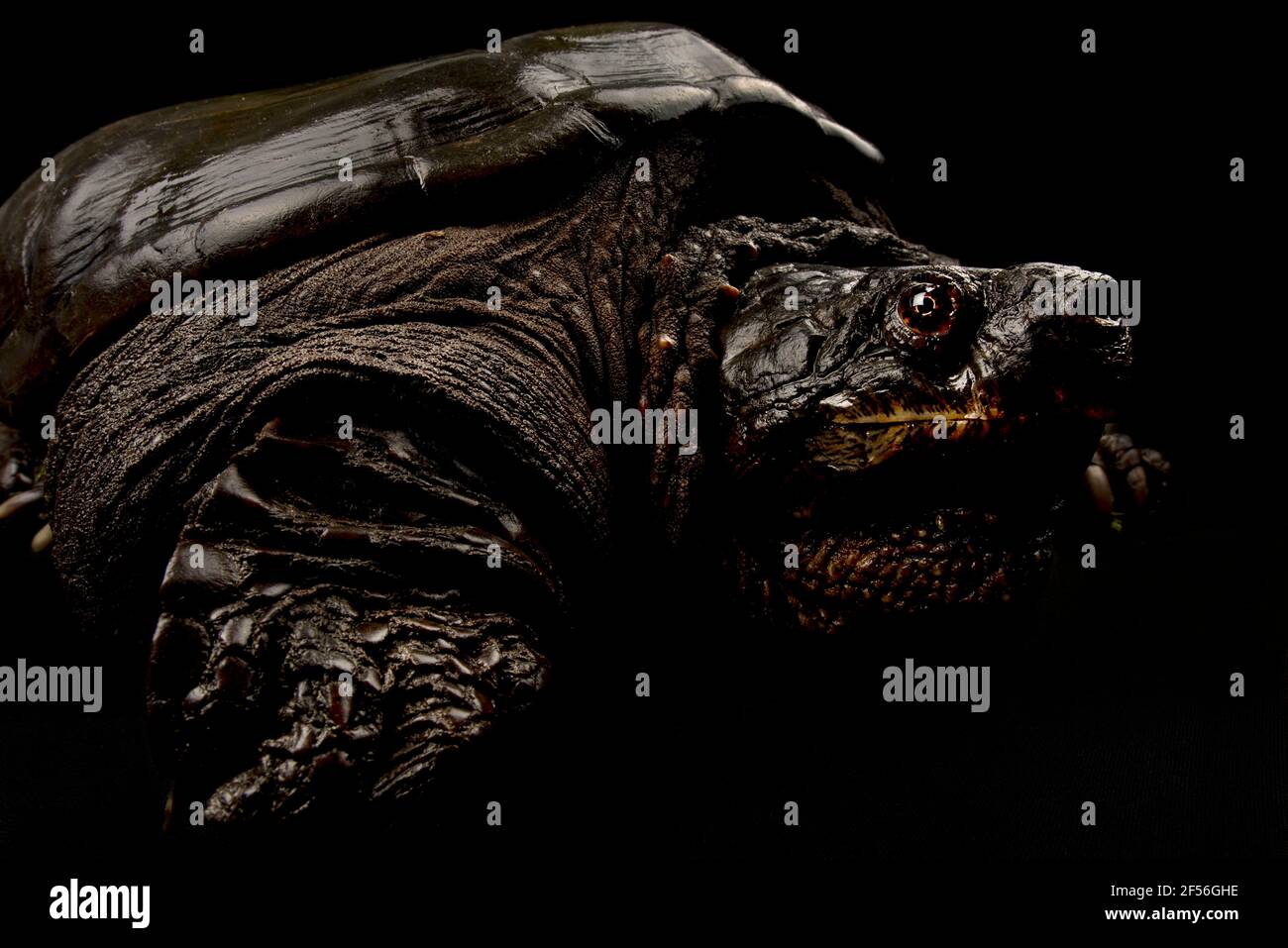 Gemeinsamen Schnappschildkröte (Chelydra Serpentina) Stockfoto