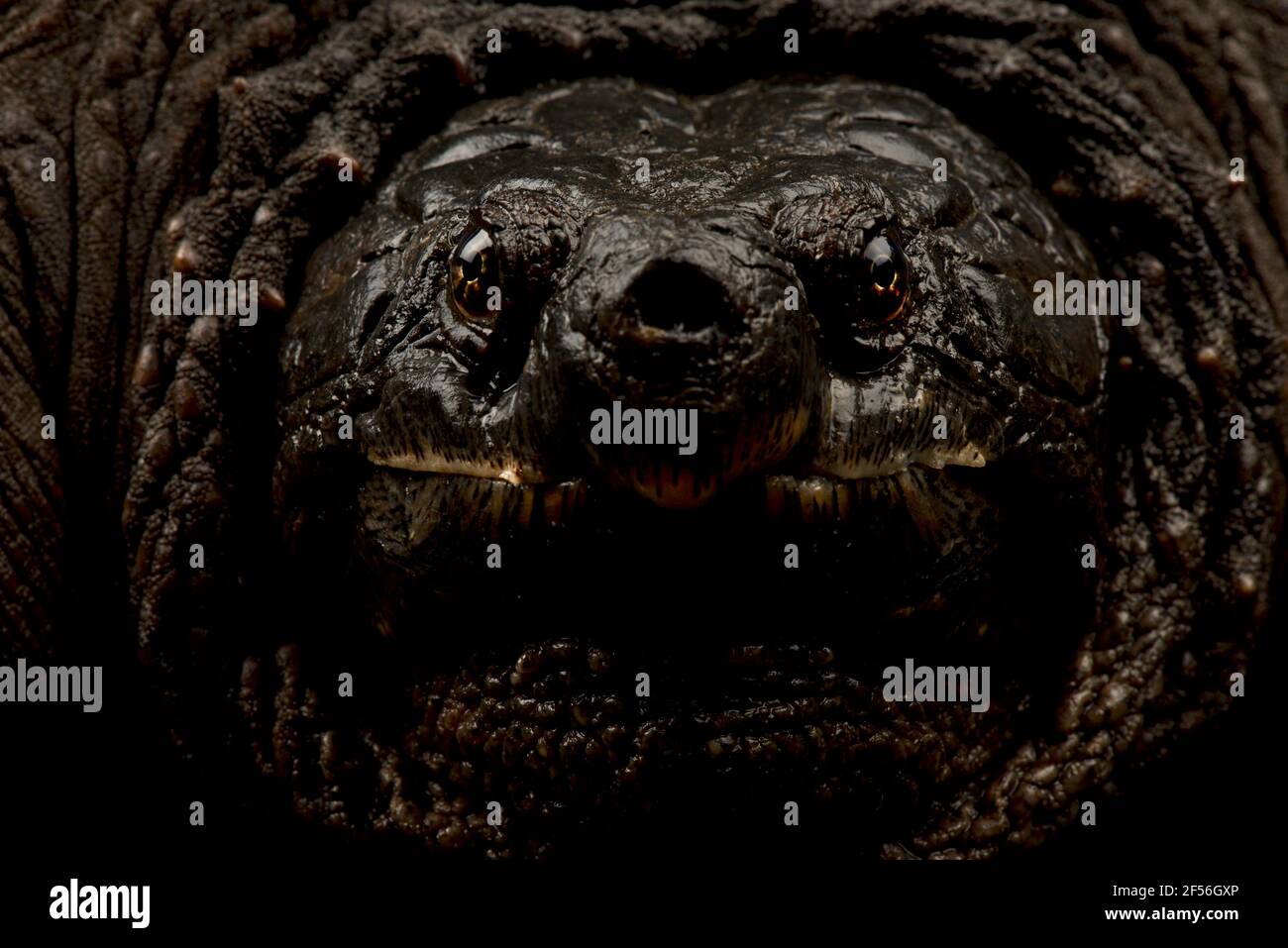 Gemeinsamen Schnappschildkröte (Chelydra Serpentina) Stockfoto